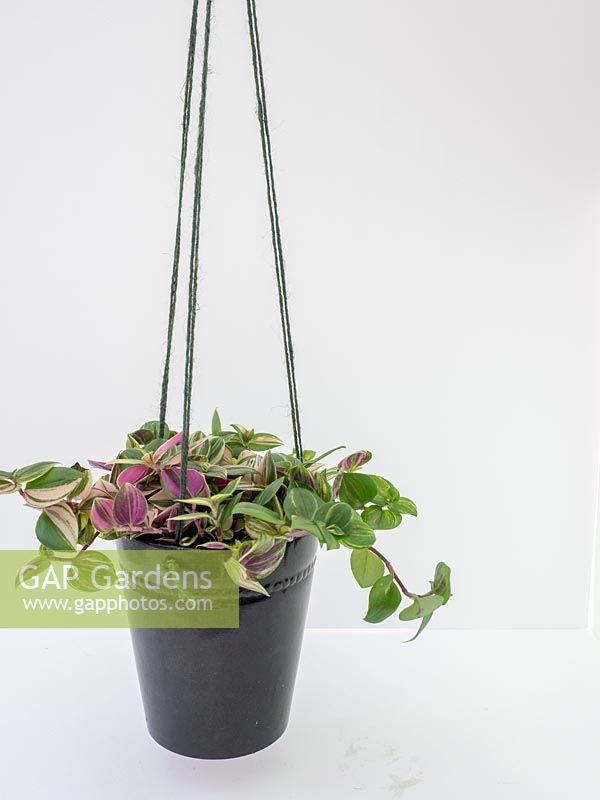 Tradescantia fluminensis dans un pot suspendu