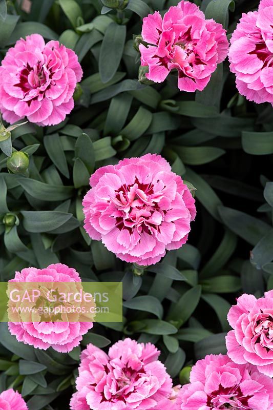 Dianthus caryophyllus 'Rose et violet' - Oeillet 'Rose et violet'