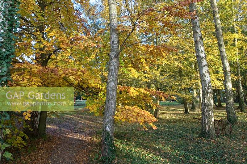 Parcours à travers les arbres entourés de couleurs saisonnières et de feuilles automnales tombées.