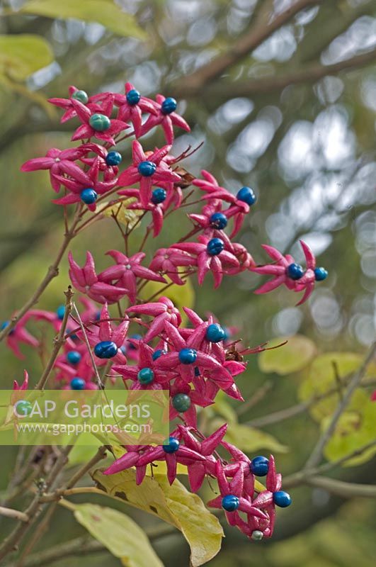 Clerodendrum trichotomum, novembre