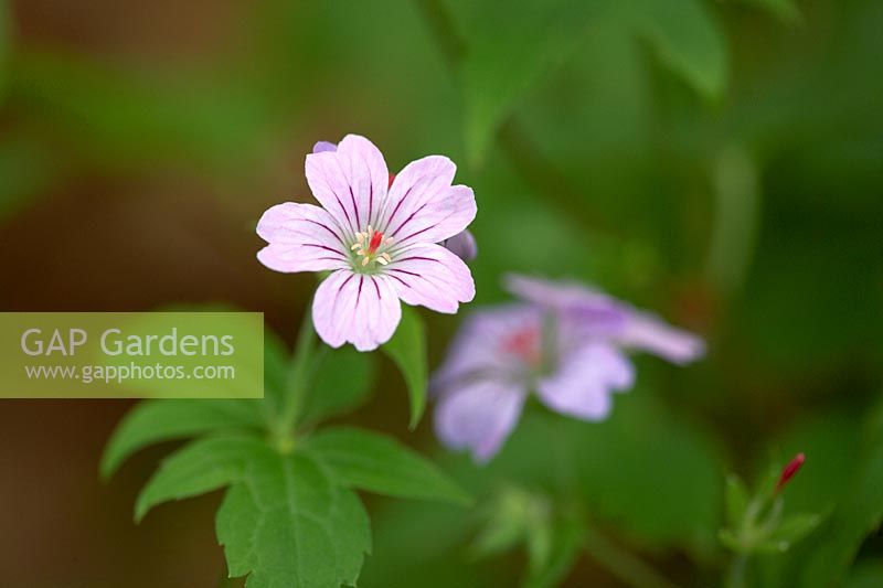 Geranium nodosum.