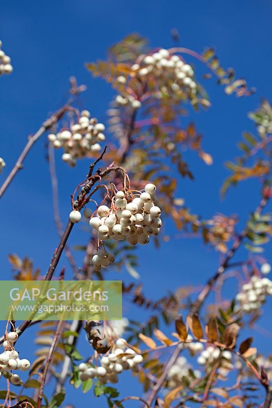 Sorbus 'Cashmeriana', baies blanches.