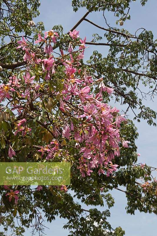 Chorisia speciosa en fleur, syn. Ceiba speciosa - Arbre à soie, Argentine