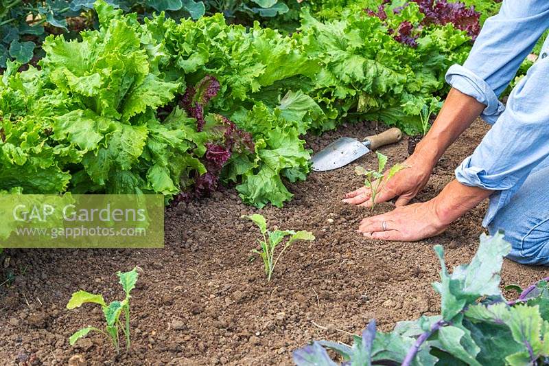 Femme raffermissant le sol autour des plants de chou frisé nouvellement plantés