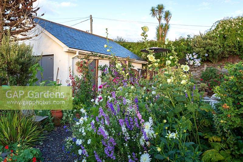 L'ancienne maison en pierre, Beesands, South Devon. Larkspur, Dahlias, roses trémières dans le jardin du chalet.