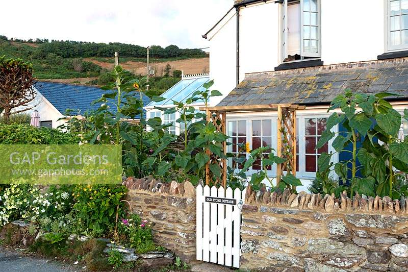 The Old Stone Cottage, Beesands, South Devon, propriétaire Helen Grimes. Tournesols, Nicotiana et Mirabilis jalapa, 'fleur de quatre heures '' poussant dans le jardin du chalet.