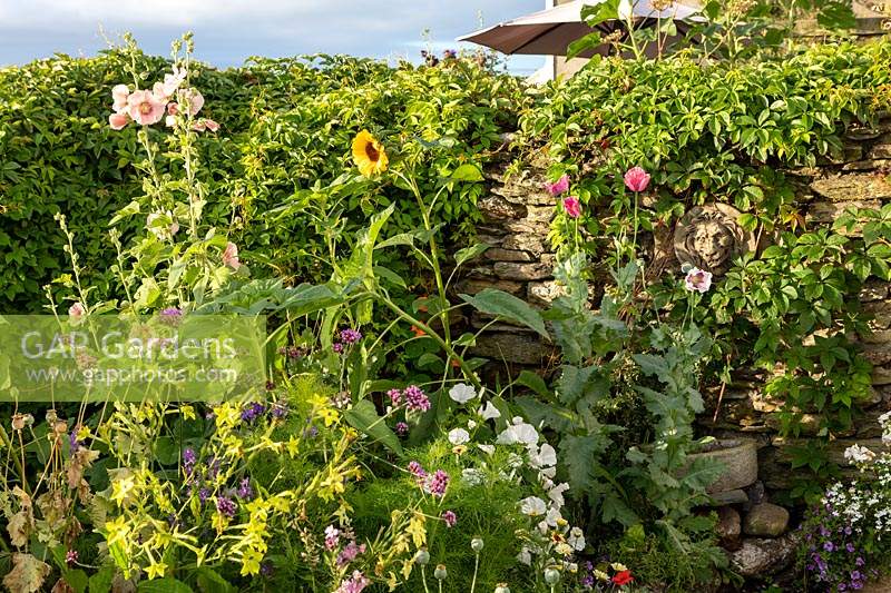 L'ancienne maison en pierre, Beesands, South Devon. Tournesols, roses trémières et coquelicots dans le jardin du chalet.