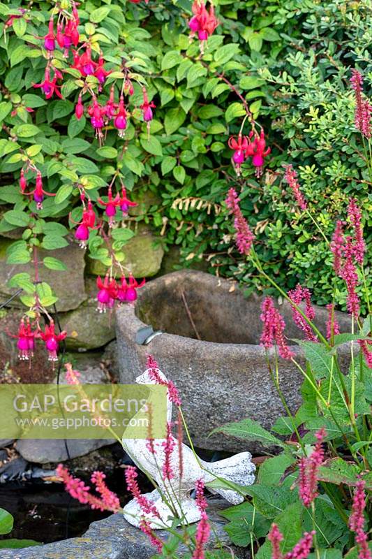 L'ancienne maison en pierre, Beesands, South Devon. Persicaria amplexicaulis 'Firetail' et Fuchsia à côté de l'étang.