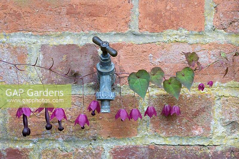 Rhodochiton astrosanguineus fleurs traînant sur un robinet de jardin - Purple bell vine