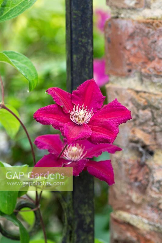 Clématite 'Ernest Markham' enroulée autour d'une porte de jardin - Clématite tardive à grandes fleurs - Septembre.