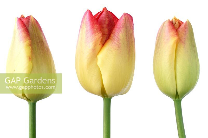 Tulipa 'Suncatcher', Tulip Triumph Group en avril.