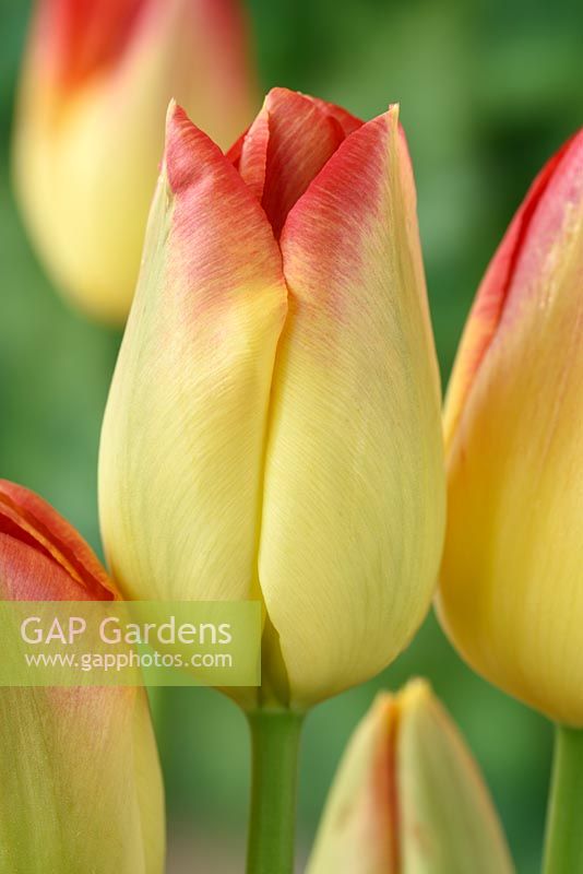 Tulipa 'Suncatcher', Tulip Triumph Group en avril.