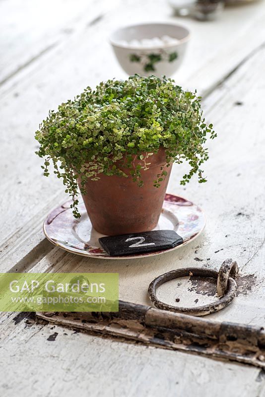 Soleirolia soleirolii - Occupez-vous de vos affaires dans un pot en terre cuite, sur une vieille porte rustique utilisée comme table