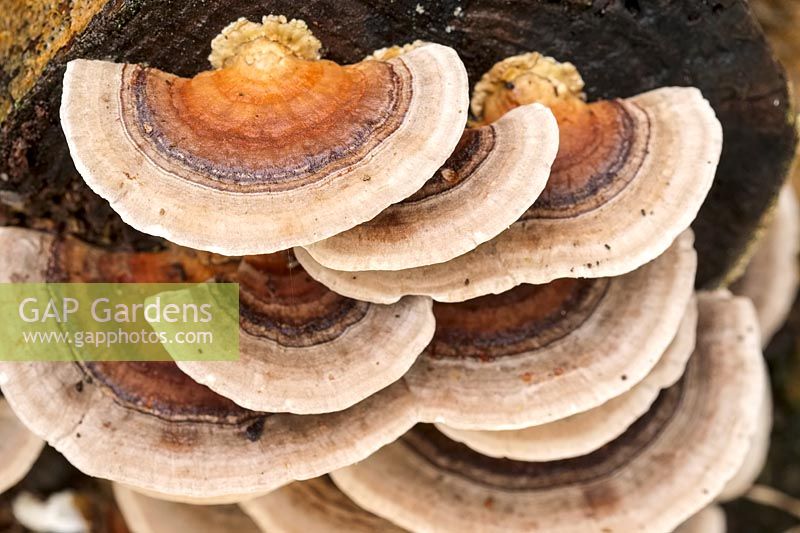 Trametes versicolor - Champignon à queue de dinde