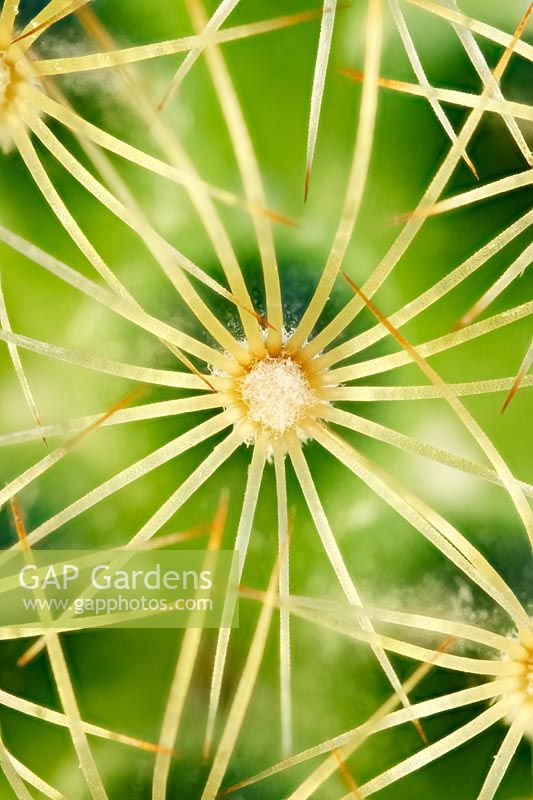 Mammillaria allongé - Ladyfinger Cactus - gros plan d'épines