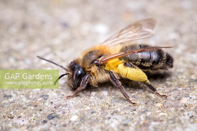 Andrena scotica - Chocolate Mining Bee - retour au nid avec du pollen