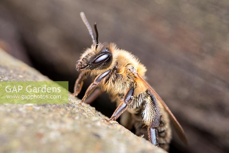 Andrena scotica - Chocolate Mining Bee - laissant son nid sous le platelage en bois du jardin