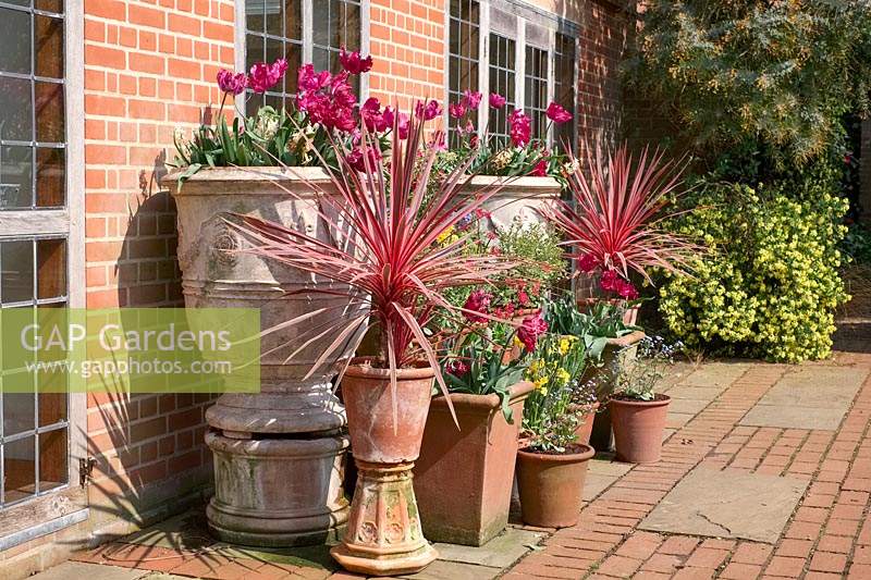 Affichage de pots plantés, surélevés pour plus de hauteur, par un mur de maison. Les plantes incluent Cordyline 'Charlie Boy' et Tulipa - Tulip