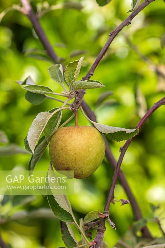 Fruit en développement sur Malus 'Braeburn' - pomme.