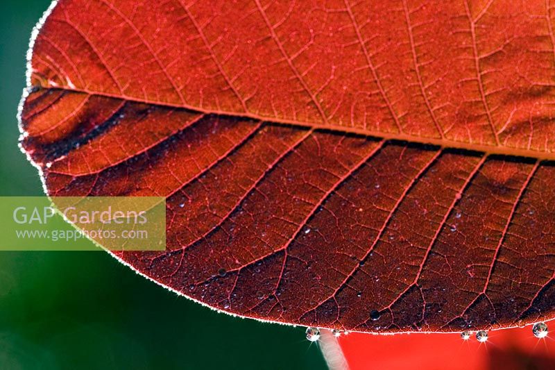 Cotinus 'Grace' - Smokebush - montrant des nervures sur une feuille