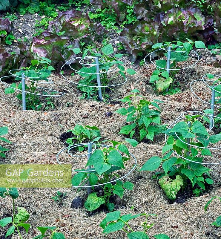 Supports métalliques pour Phaseolus vulgaris - haricot vert - plantes poussant dans un parterre de fleurs fortement paillées d'herbe coupée