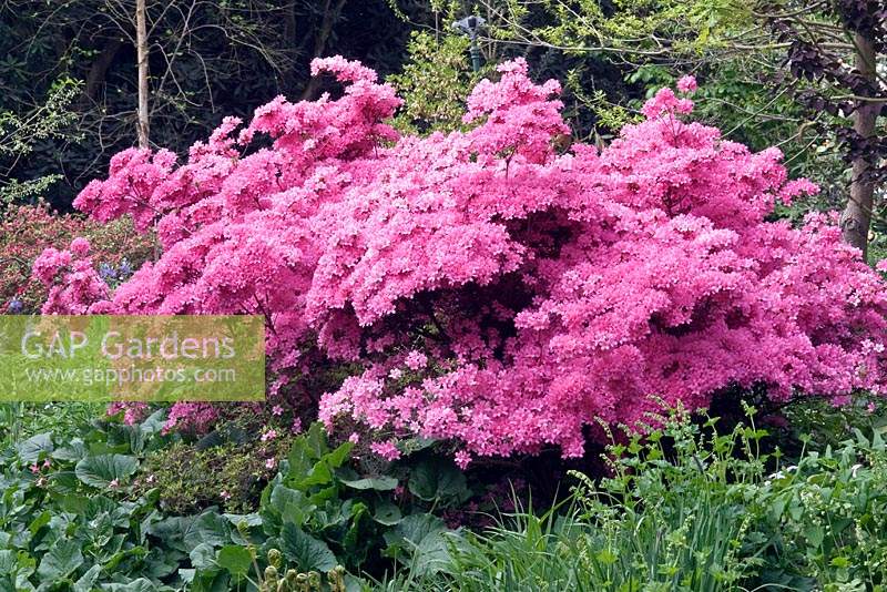 Rhododendron 'Hinomayo' - Azalée japonaise - dans un jardin