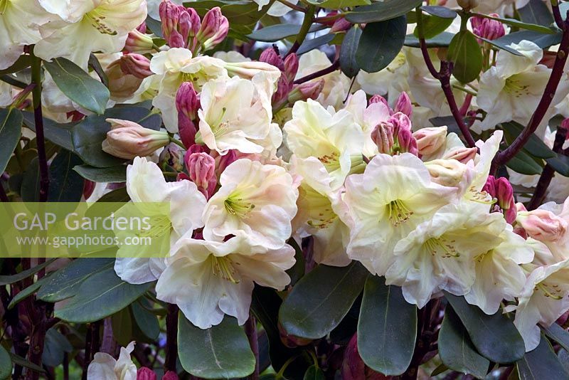 Rhododendron 'Nouvelle Comète'