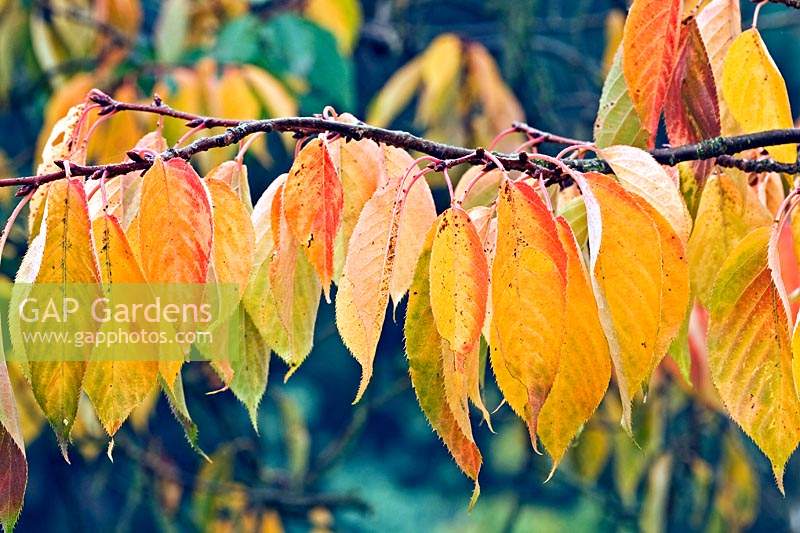 Prunus 'Taihaku' - Great White Cherry - branche avec des feuilles qui pendent