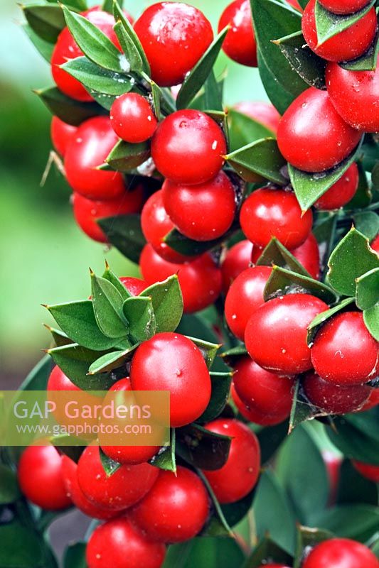 Ruscus aculeatus - Balai de boucher - aux fruits rouges