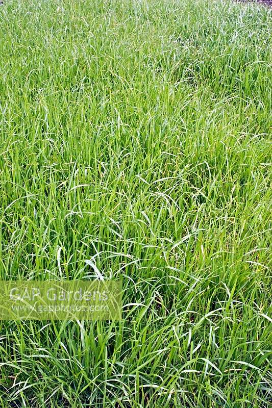 Lolium multiflorum - Ray-grass d'Italie - culture d'engrais vert