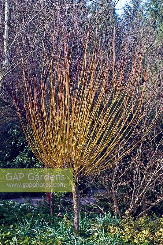 Salix alba var. vitellina 'Britzensis' - Saule doré - avant étêtage