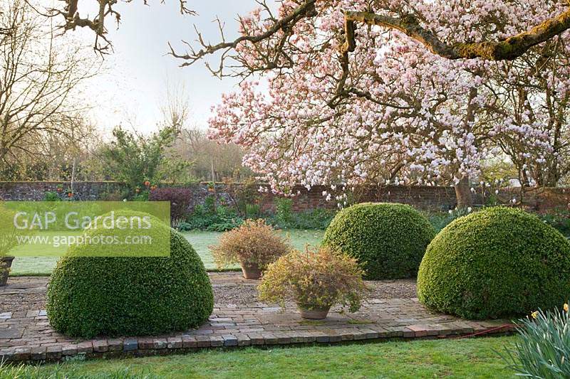 Vue sur le chemin bordé de Buxus - Boîte - sphères et pots d'Abelia 'Sunshine Daydream' et Abelia 'Confetti '. Magnolia x soulangeana et parterre de fleurs contre le mur au-delà