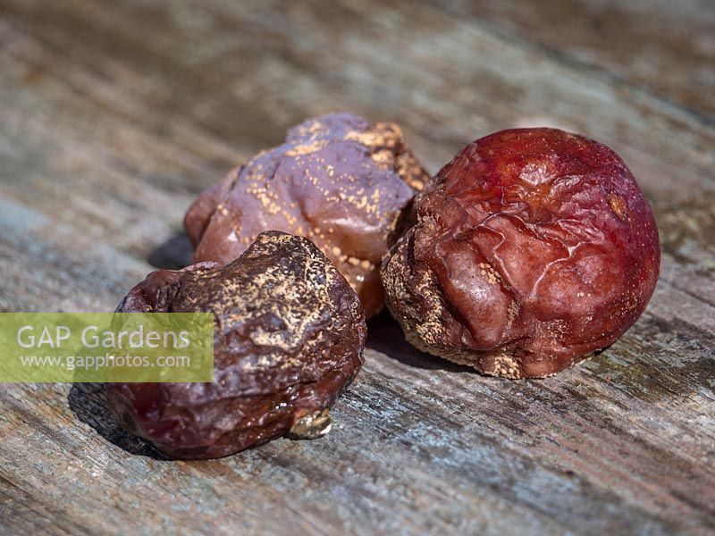 Pourriture brune sur les prunes de Victoria causée par le champignon Monilinia