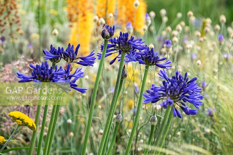 Agapanthe 'Navy Blue' syn. 'Midnight Star '. The Drought Tolerant Garden at the RHS Hampton Court Palace Garden Festival 2019. Designers: David Ward and Beth Chatto.