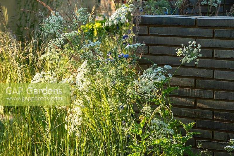 Ammi majus dans le jardin RHS Sanctuary conçu par Ula Maria au RHS Hampton Court Palace Garden Festival 2019. Sponsors: Wienerberger, Majestic Trees, Quick Hedge, Allgreen Group, WowGrass.