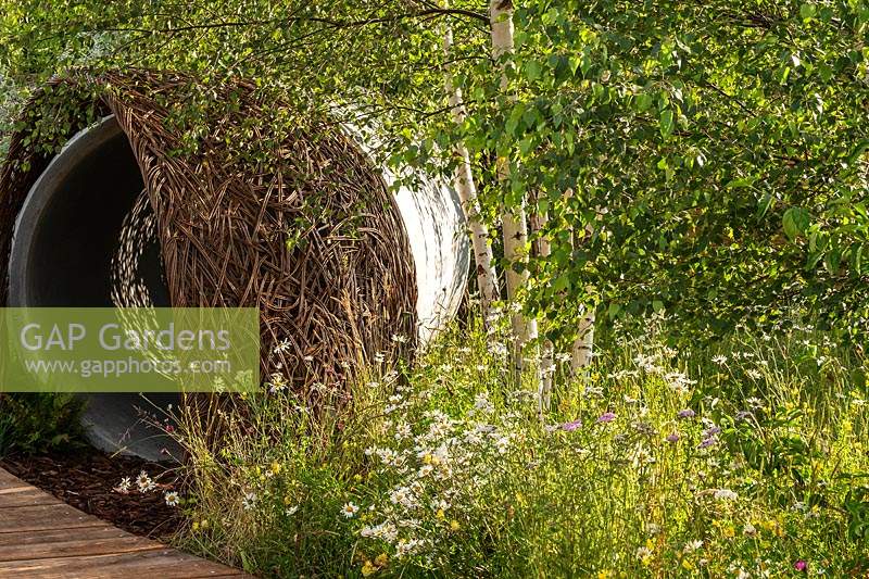 Plantation naturaliste avec Leucanthemum vulgare - marguerites à œil de boeuf et Betula pendula - bouleau verruqueux - et un arc en saule tressé recouvrant une grande conduite d'eau. RHS Hampton Court Palace Garden Festival 2019. Commanditaire: Thames Water.