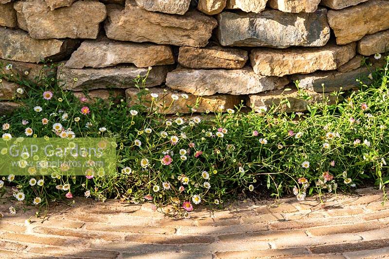 Erigeron karvinskianus - Mexican Daisy - adoucit les matériaux d'aménagement paysager dur d'un chemin de briques et d'un mur de pierres sèches. RHS Hampton Court Palace Garden Festival 2019. Commanditaire: Belvoir Fruit Farms.