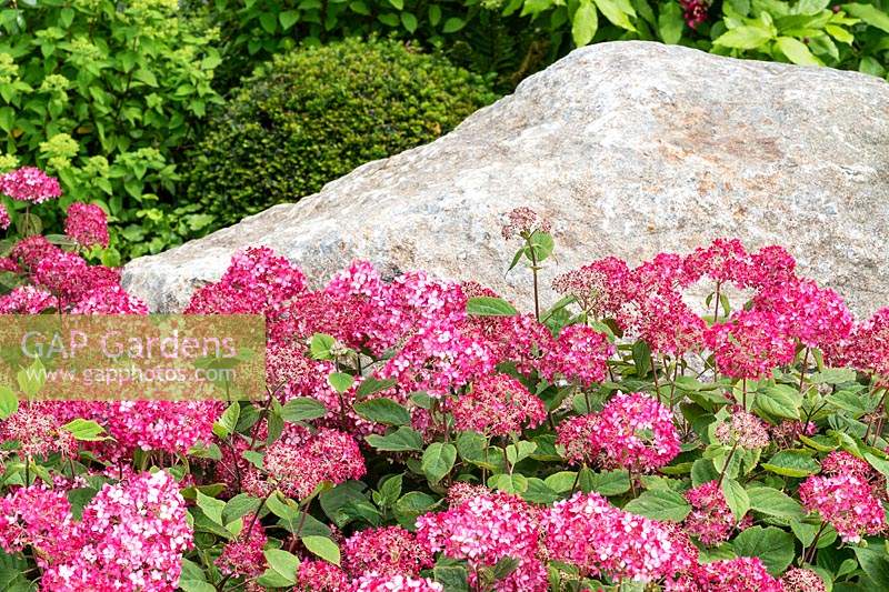 Hydrangea arborescens 'Ruby' et une grande pierre naturelle ajoutent des caractéristiques saisissantes à un jardin. RHS Hampton Court Palace Garden Festival 2019. Sponsor: Smart Energy GB.
