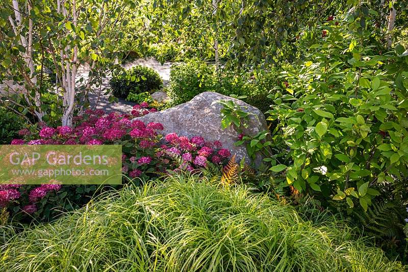 Hydrangea arborescens 'Ruby', Carex dolichostachya 'Kaga-nishiki' et une grande pierre naturelle ajoutent des caractéristiques saisissantes à un jardin. RHS Hampton Court Palace Garden Festival 2019.Sponsor: Smart Energy GB