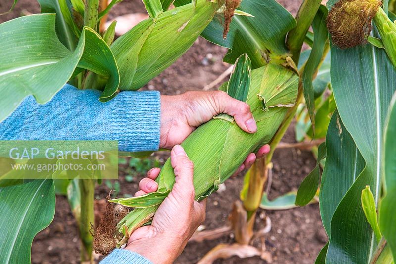Femme récoltant le maïs doux 'Tyson' en tordant les épis de la plante