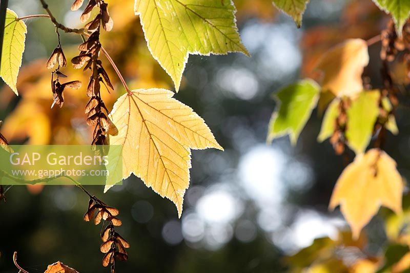 Acer rufinerve 'Hatsuyuki' - Érable panaché à feuilles rouges - Feuilles d'érable à écailles de serpent panachées en automne