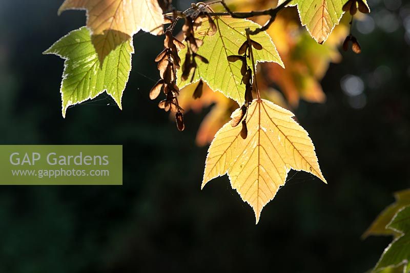 Acer rufinerve 'Hatsuyuki' - Érable panaché en automne