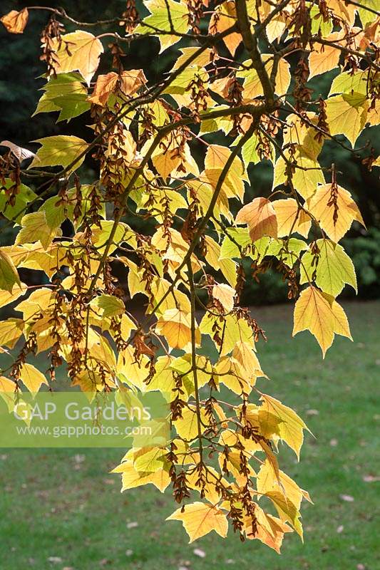 Acer rufinerve 'Hatsuyuki' - Érable panaché à feuilles rouges - Feuilles d'érable à écailles de serpent panachées en automne
