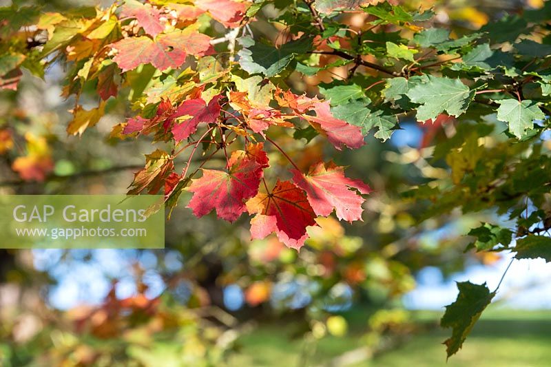 Acer platanoides 'Globosum' - Feuillage d'érable de Norvège en automne