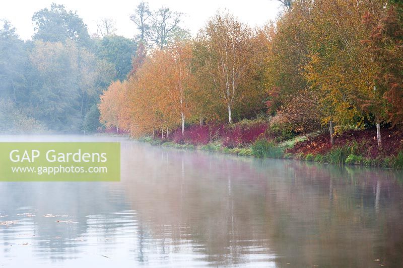 Un brouillard s'élève de l'étang supérieur aux jardins de Marks Hall et à l'arboretum un matin d'automne avec Betula utilis var. jacquemontii et Cornus alba à tige rouge 'Sibirica' se reflétant dans l'eau
