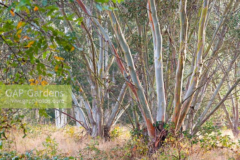 Des bosquets d'eucalyptus dans le Gondwanaland, une zone d'espèces de l'hémisphère sud, à Marks Hall Gardens et Arboretum en automne.