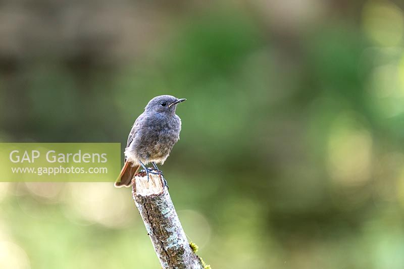 Jeune rougequeue noir sur une branche