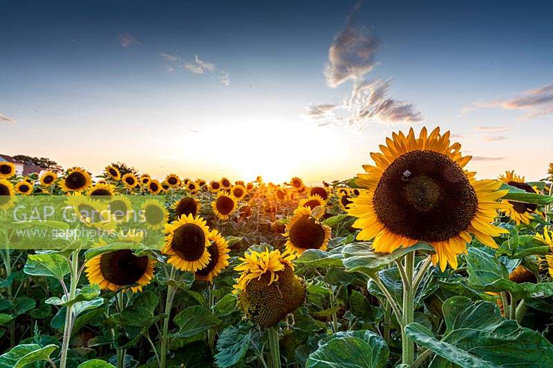 Champ de tournesols au coucher du soleil, Sangatte, Hauts de France, France.