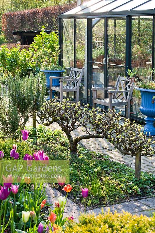 Stepover horizontal Malus domestica - Apple - dans un petit jardin avec serre et sièges en arrière-plan