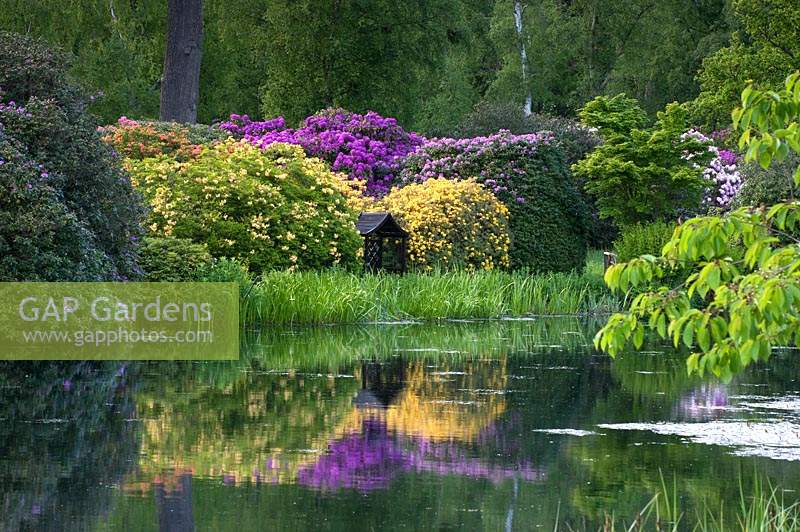 Lac entouré de Rhododendrons en fleurs, arbres et herbes à Hoveton Hall Estate Gardens, Norwich, Royaume-Uni.